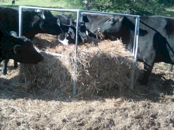 improved pasture & herb, feed tested, chopped and innoculated