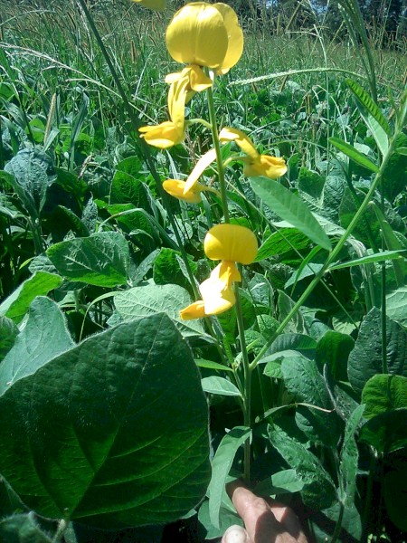 14.7% protein soybean/pasture, chopped and innoculated