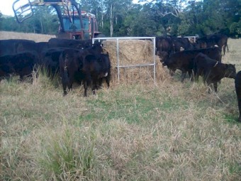 14.7% protein soybean/pasture, chopped and innoculated