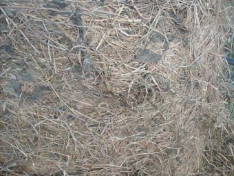 14.7% protein soybean/pasture, chopped and innoculated