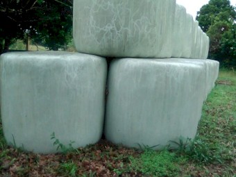 14.7% protein soybean/pasture, chopped and innoculated