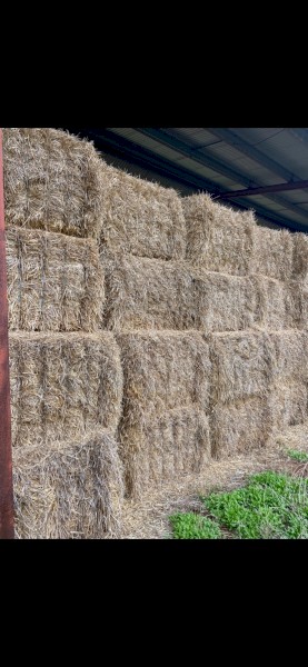 100 x  Barley Straw 8x4x3 Bales