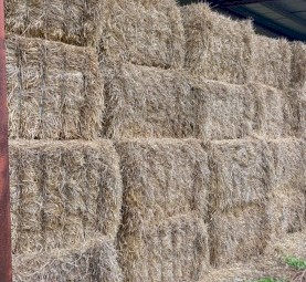 100 x  Barley Straw 8x4x3 Bales