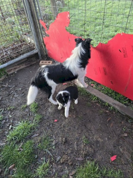 Border Collie