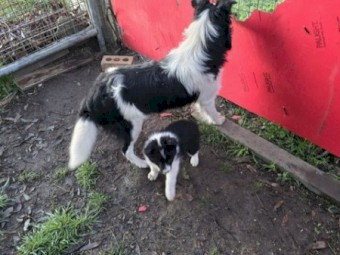 Border Collie