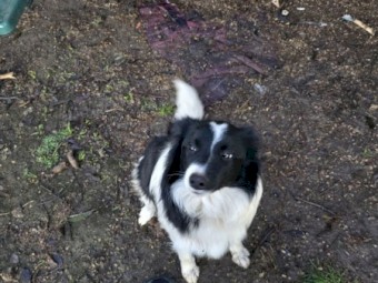 Border Collie