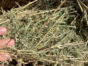 Lucerne Hay 8x4x3 Bales