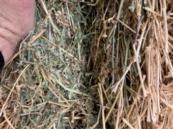 Lucerne Hay 8x4x3 Bales