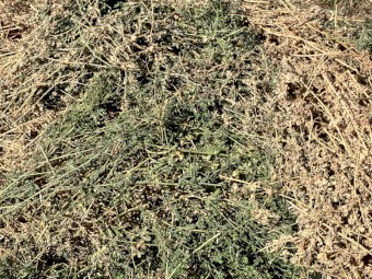 Lucerne Hay 8x4x3 Bales