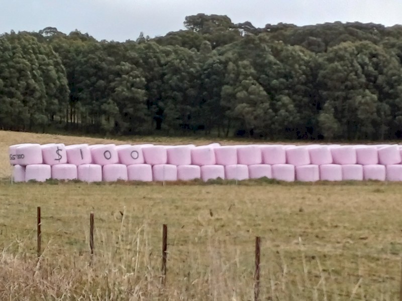 Millett silage bales