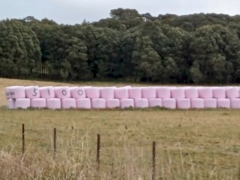 Millett silage bales