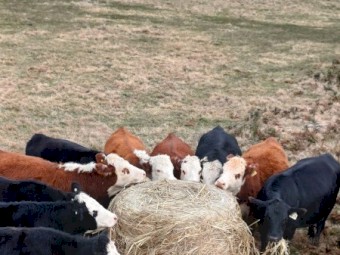 Millett silage bales