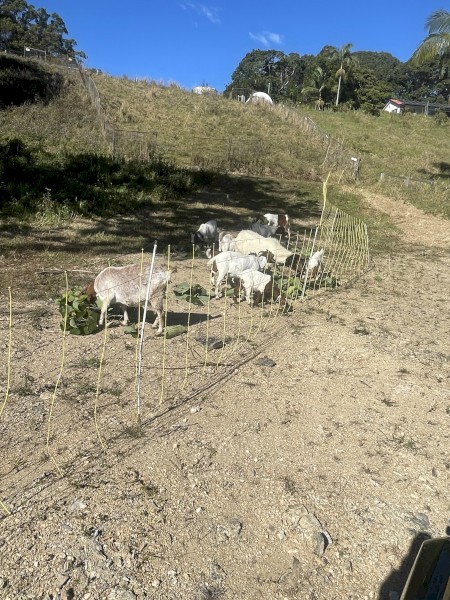 10 x Boer Goats Plus Electric Fence