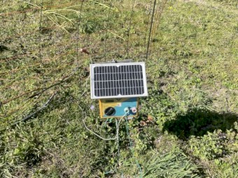10 x Boer Goats Plus Electric Fence