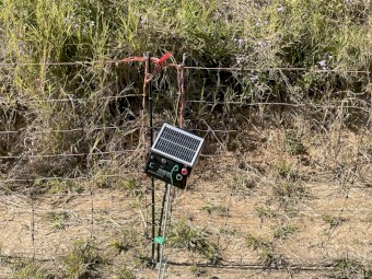 10 x Boer Goats Plus Electric Fence