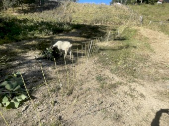 10 x Boer Goats Plus Electric Fence