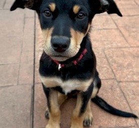 Kelpie Pups for Sale - ONLY 2 Left - 2 Male