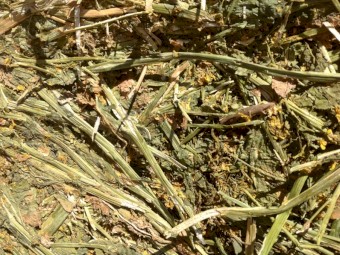 120 x 8x4x3 Bales of Canola Hay