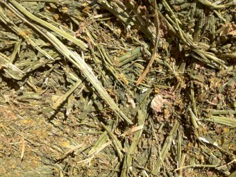 45mt Canola Hay 560 kgs 8x4x3 Bales