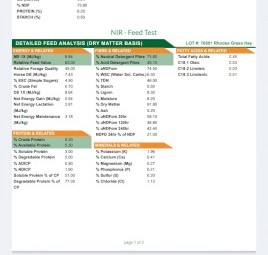 Rhodes grass ( Sold )