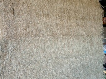 Rhodes grass ( Sold )