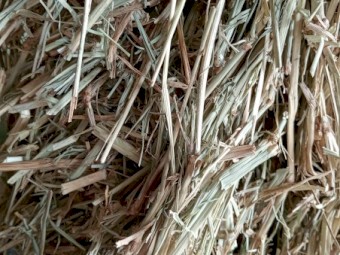 Rhodes grass ( Sold )