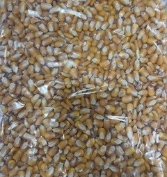 Feed maize 23/24 season Sth NSW and Vic