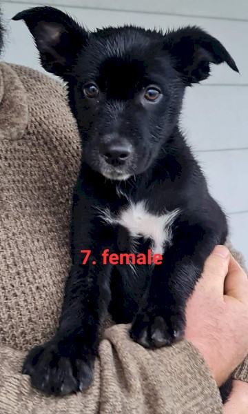Border collie x kelpie female puppy