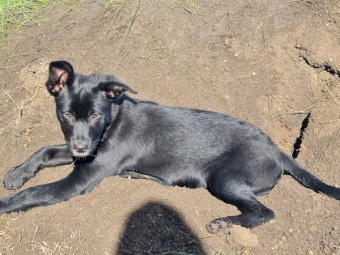 Border collie x kelpie female puppy