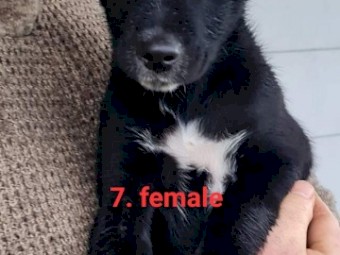 Border collie x kelpie female puppy