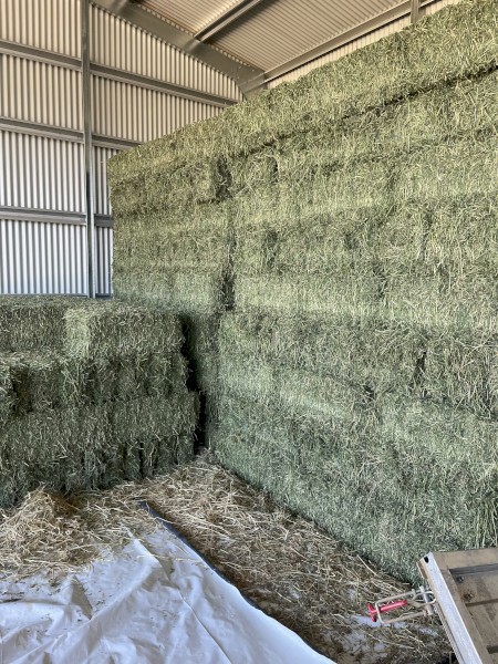 Lucerne Hay Small Squares