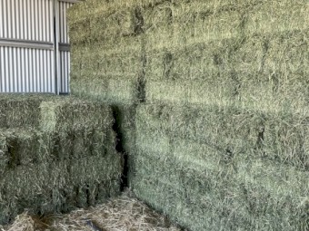 Lucerne Hay Small Squares