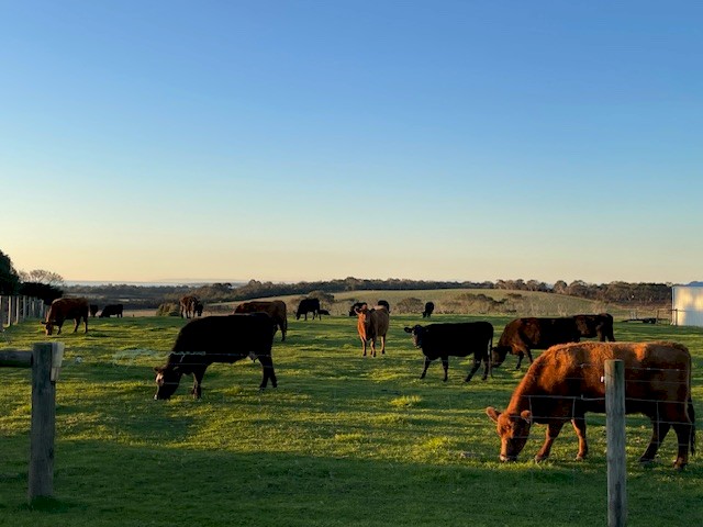 11 x 3 year old Angus X Heifers 
