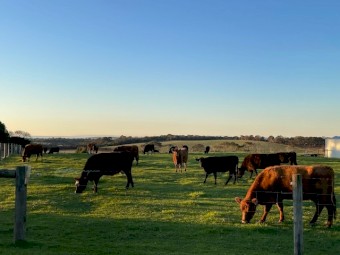 11 x 3 year old Angus X Heifers 