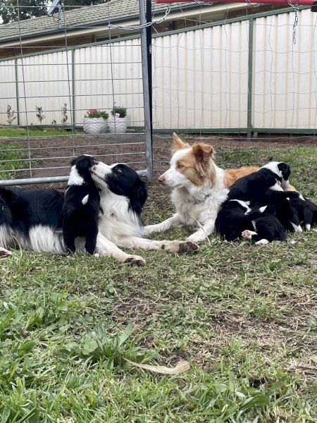 Border Collie Puppies