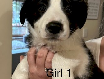 Border Collie Puppies