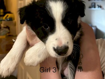 Border Collie Puppies