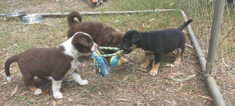 Koolie X Border Collie Kelpie x 3