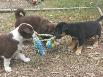Koolie X Border Collie Kelpie x 3