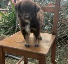 Koolie X Border Collie Kelpie x 3