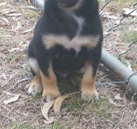 Koolie X Border Collie Kelpie x 3