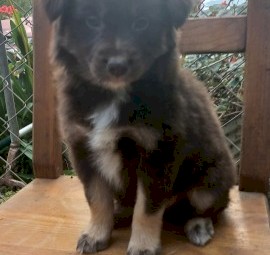 Koolie X Border Collie Kelpie x 3