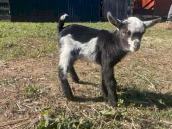 X 2 Nigerian Dwarf Buckling ND100%