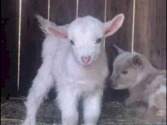 X 3 Nigerian Dwarf Bucklings ND96.4 - ND96.8%