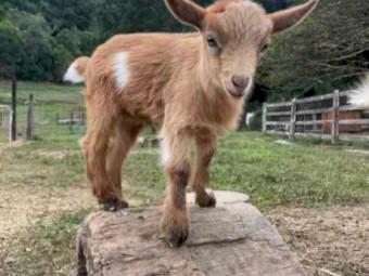 X 1 Nigerian Dwarf Buckling ND93.75%