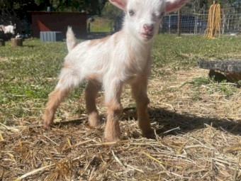 x3 Nigerian Dwarf Goat Wethers 