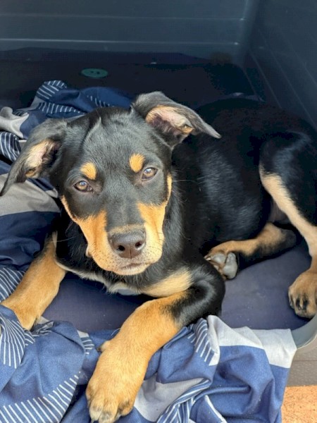 Kelpie Pups for Sale - ONLY 2 Left - 2 Male