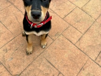 Kelpie Pups for Sale - ONLY 2 Left - 2 Male