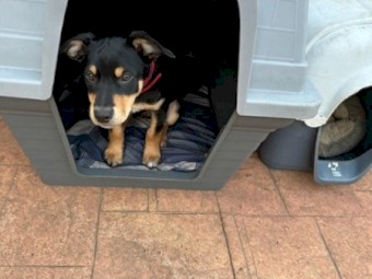 Kelpie Pups for Sale - ONLY 2 Left - 2 Male