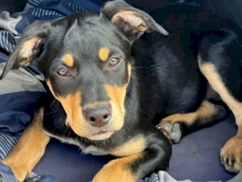 Kelpie Pups for Sale - ONLY 2 Left - 2 Male